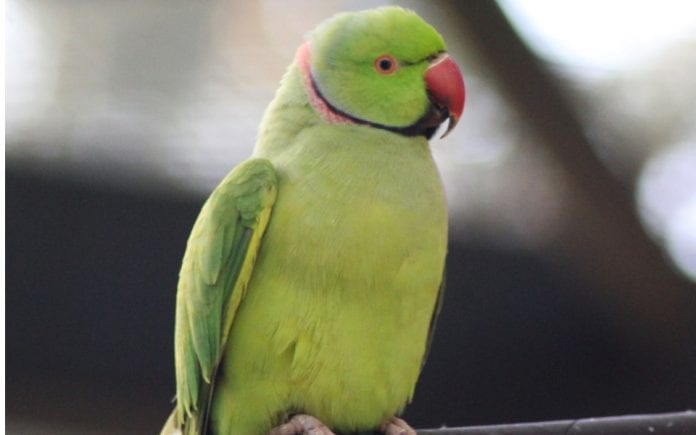 different types of parrots for pets