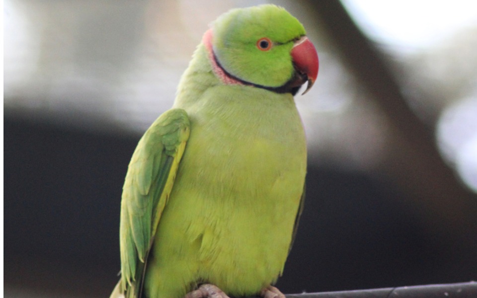 Demand for parrots as pets on the rise, species in peril