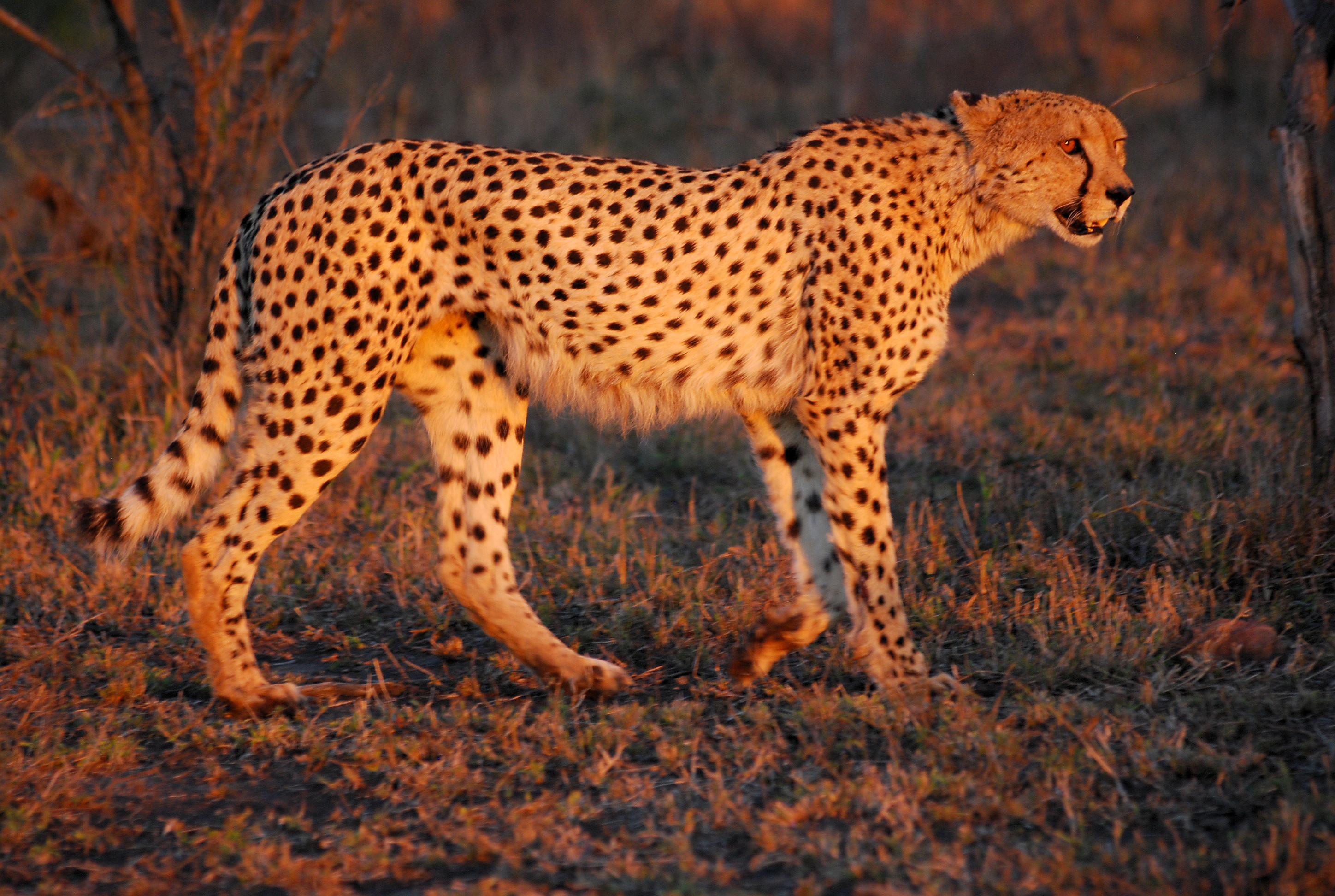 12 South African cheetahs to land in India on Feb 18