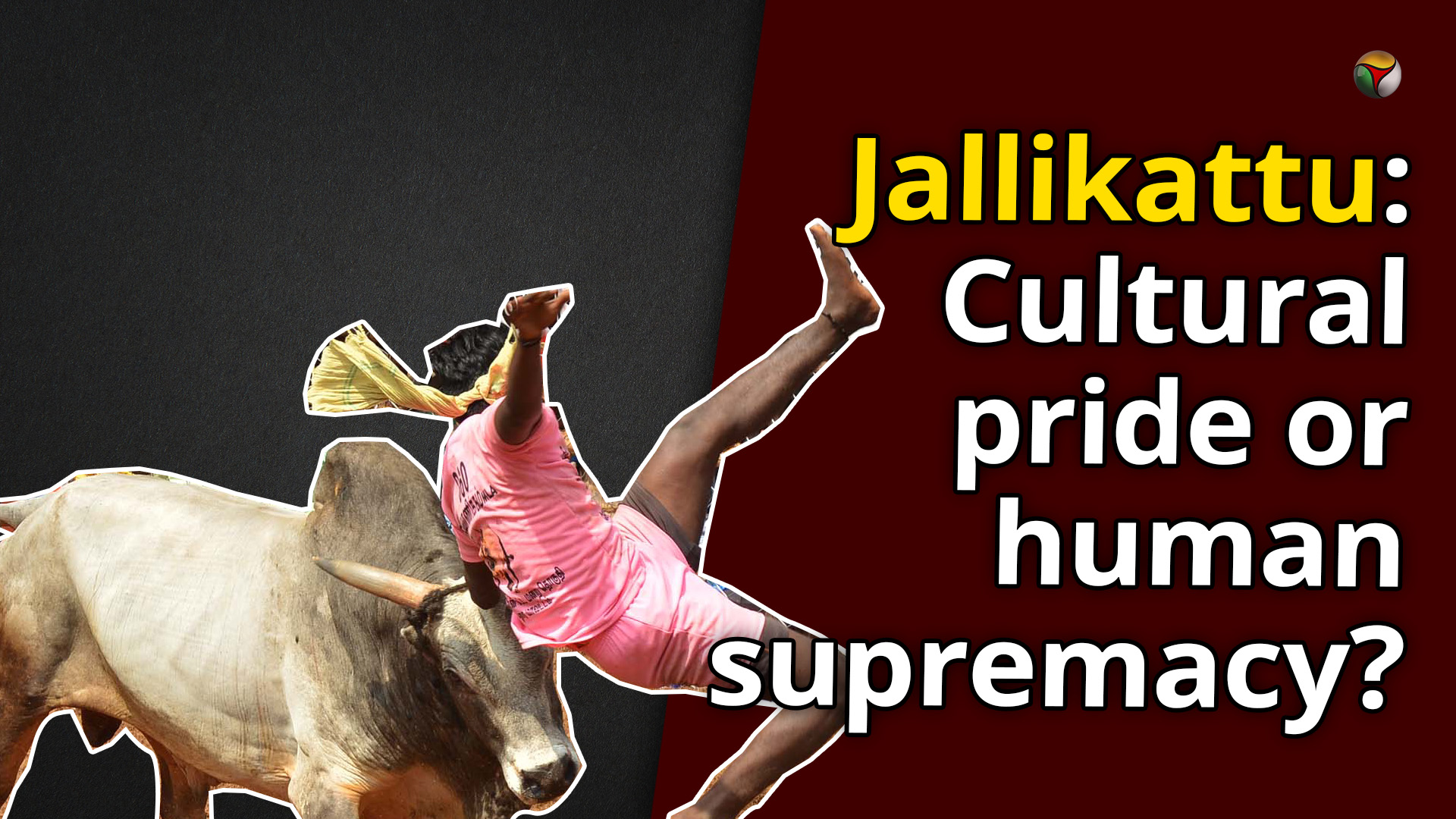 Jallikattu: Cultural pride or human supremacy?