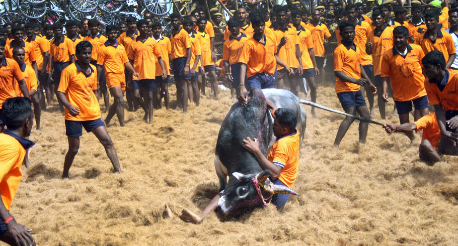 Jallikattu, Jallikattu