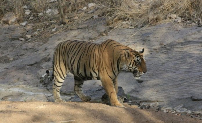T 25, male tiger, raise orphan cubs, dies, Ranthambore Tiger Reserve, Rajasthan, territorial fight, Sawai Madhopur, T 5 tigress