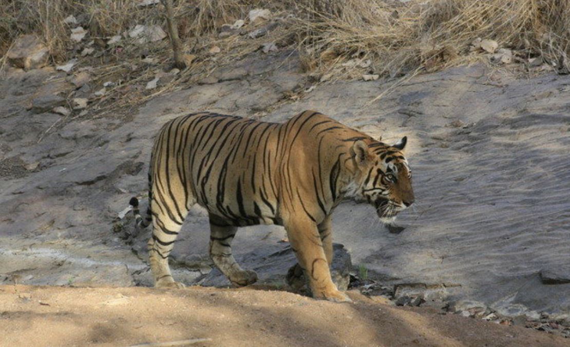 T-25, the 15-year-old male tiger which raised orphan cubs, dies