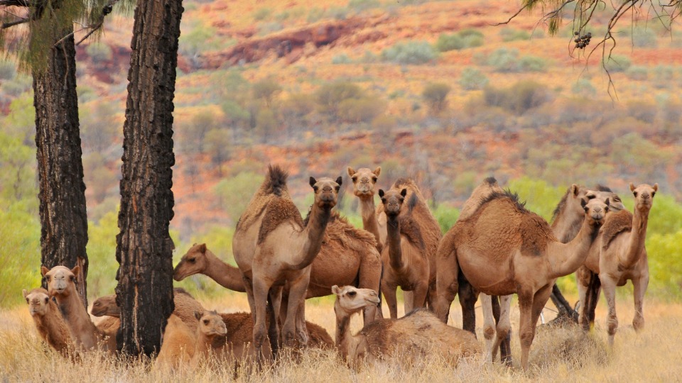 5,000 feral camels culled in drought-hit Australia