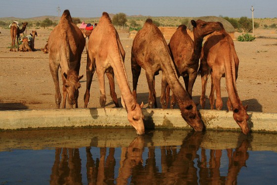 Australia to kill thousands of camels as they drink too much water amid wildfires