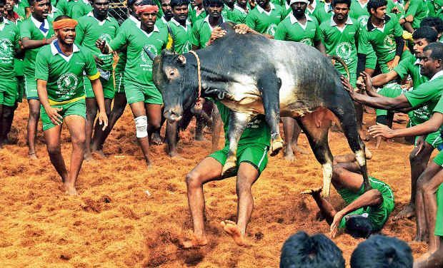 Vaadivaasal: Tamil novella on bull-taming depicts man-animal interplay