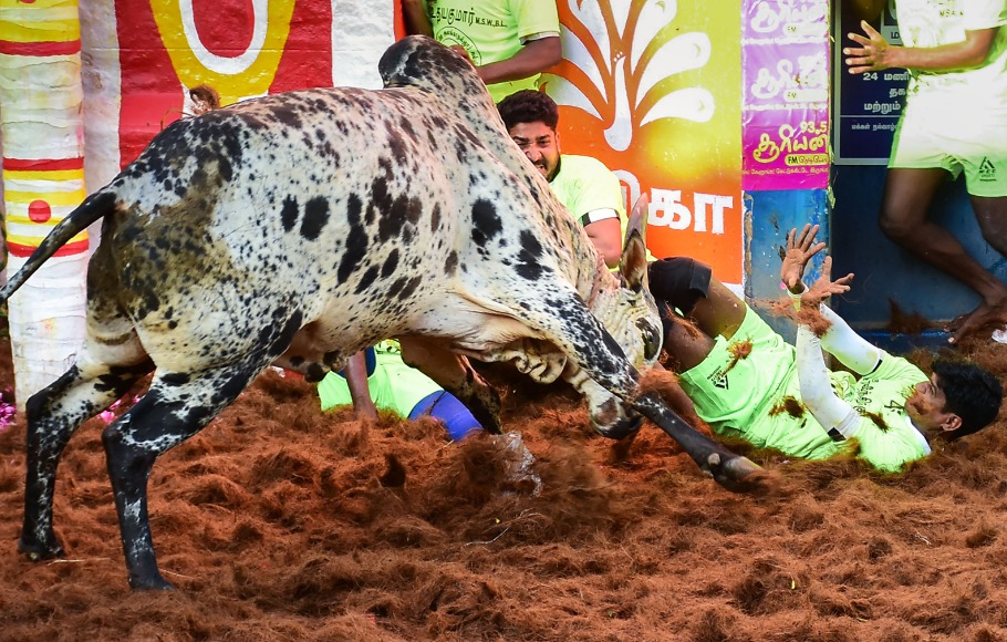 Jallikattu