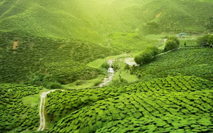 tea growers, Supriya Sahu, Tamil Nadu Small Tea Growers’ Industrial Cooperative Tea Factories’ Federation Ltd, productivity, livelihood