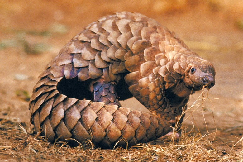 Pangolins may have spread coronavirus from bats to humans: Chinese scientists