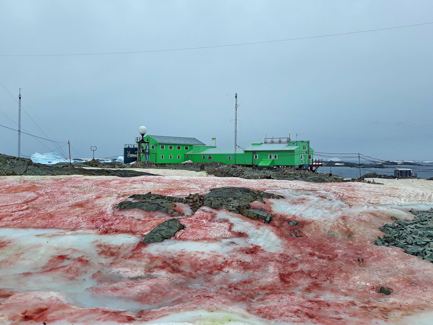 Antarctica snow turns blood-red: Bad signs of climate change visible