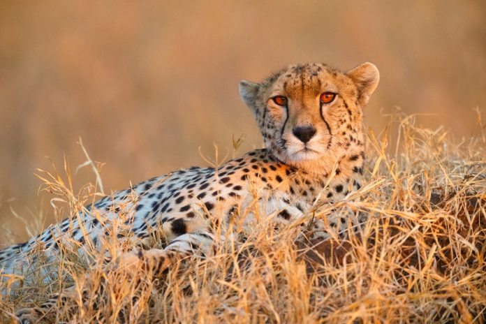 Cheetah, wildlife
