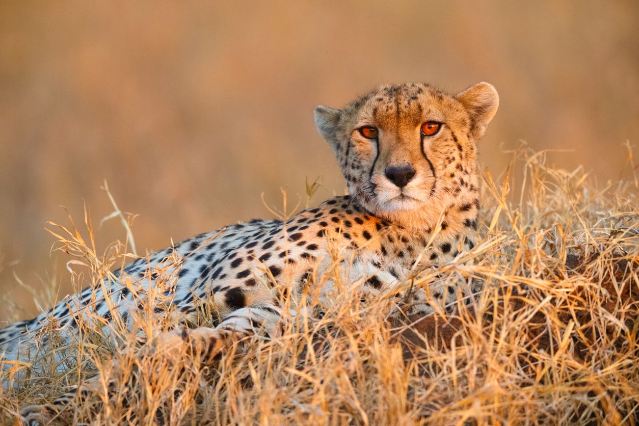 Cheetah Pavan that strayed out of Kuno National Park rescued before entering UP