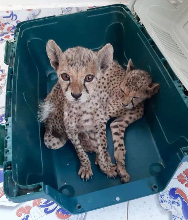 Cheetah cubs Somaliland Gulf UAE