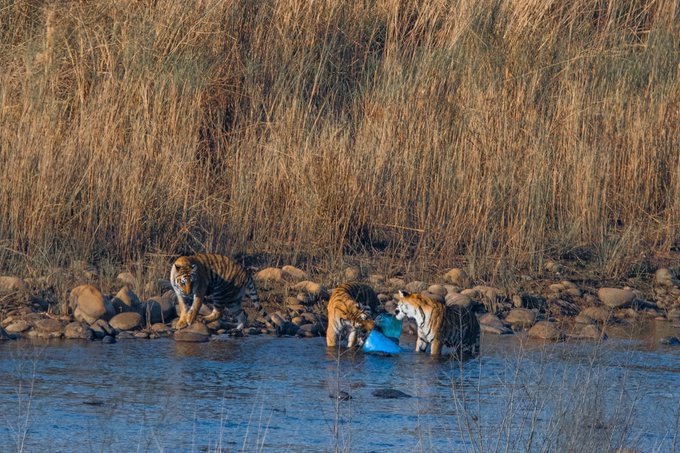 Tigers seen chewing on plastic container in Corbett Tiger Reserve, probe ordered