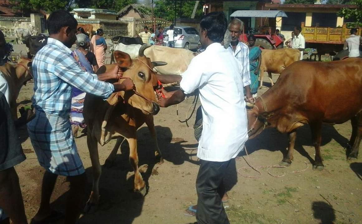 Lack of awareness, manpower shortage, ambitious target hit ear tagging of cattle