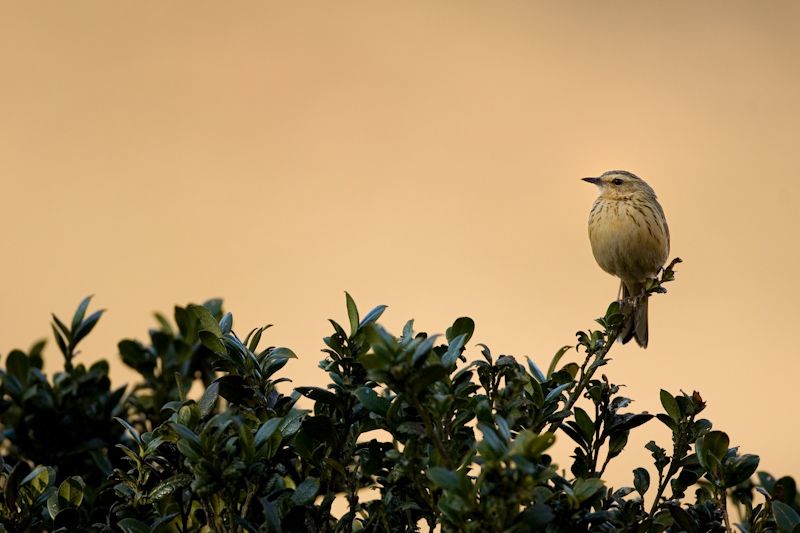 How Nilgiris tea, exotic plantations are warding off its endemic Shola birds