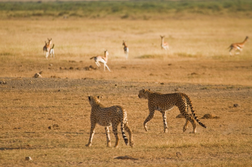 Female cheetah dies in MPs Kuno National Park; third death in 42 days