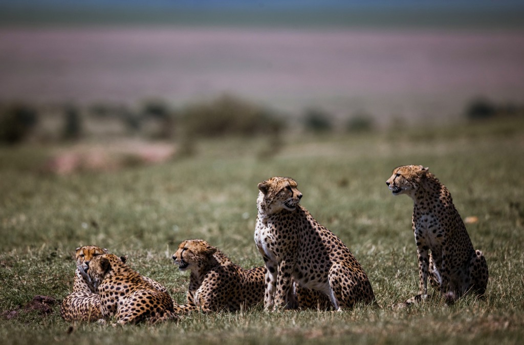 Cheetah Sasha dies in MPs Kuno park, had kidney ailment before translocation