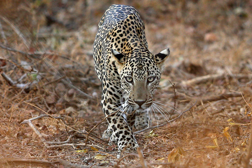 Study shows 75-90 % decline in Leopard population in India