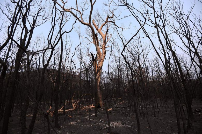 Australian bushfires extinguished, but climate rows rage on