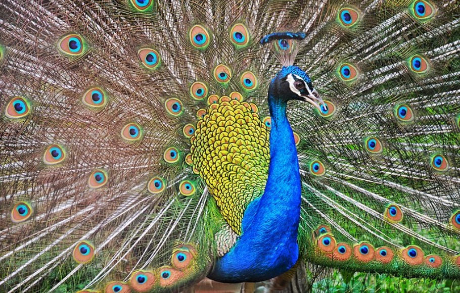 Peafowl