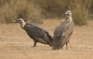 White rumped vulture