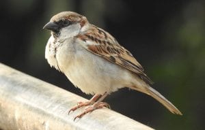 House Sparrow