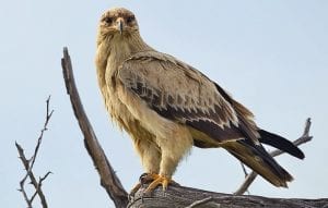  tawny eagles