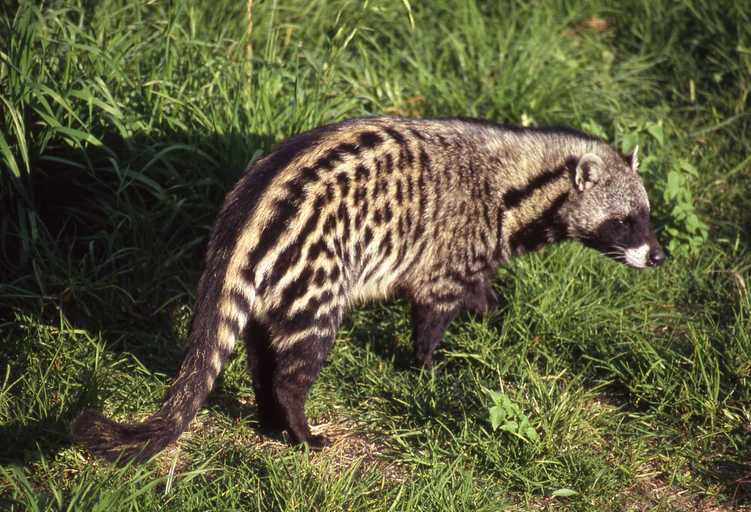 After COVID lockdown, rare civet, other animals explore deserted streets