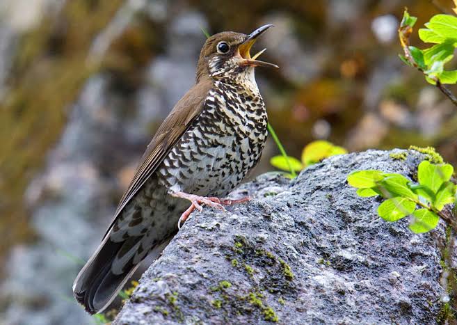 COVID-19: Birders ‘challenge’ lockdown to study about bird calls