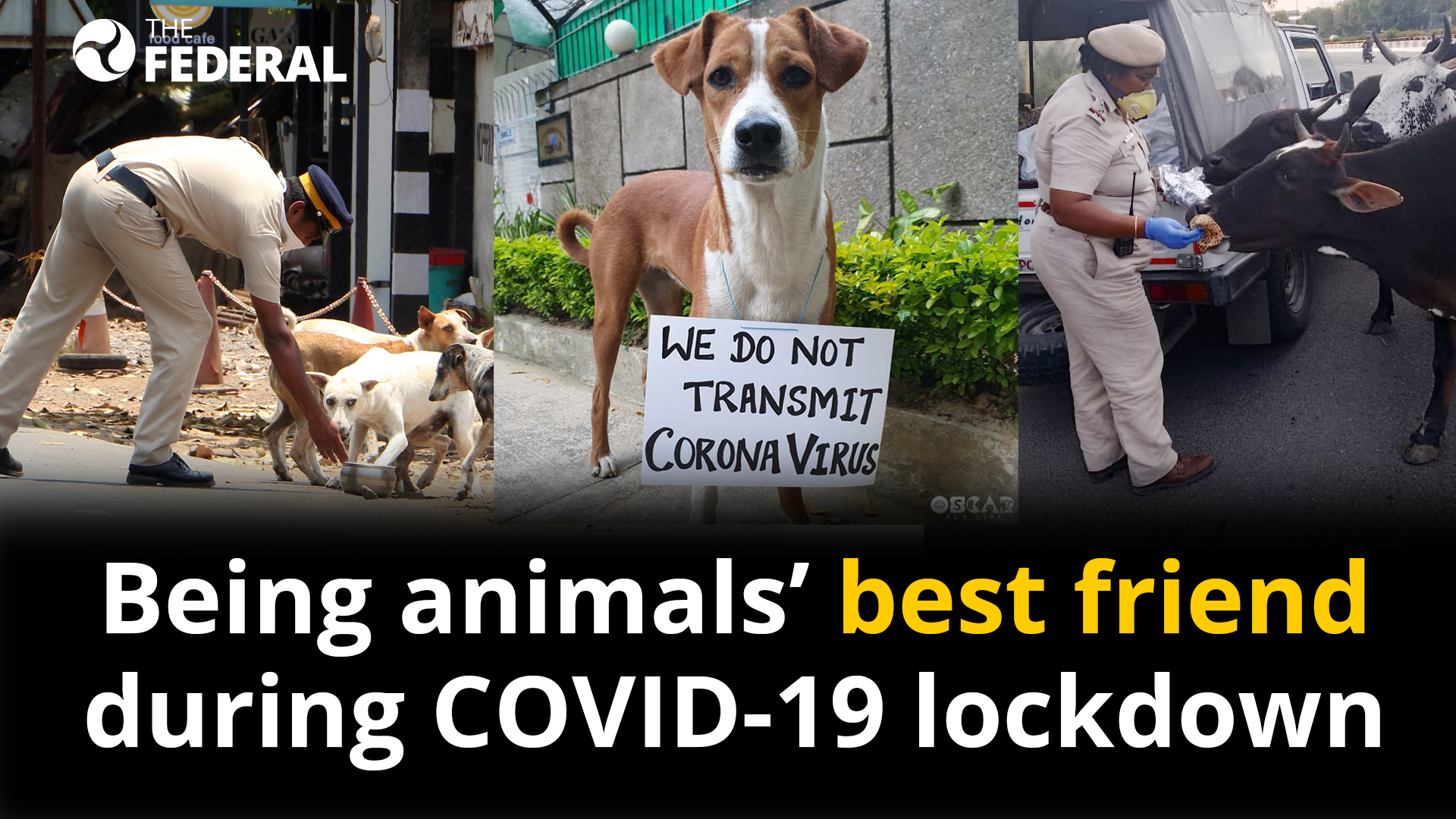 Being animals’ best friend during COVID-19 lockdown