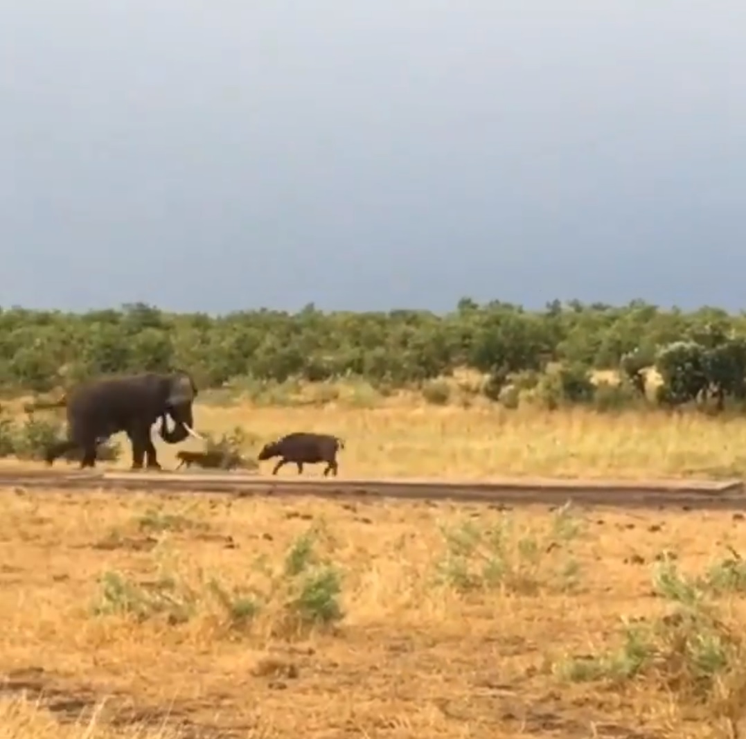 Video of elephant dodging attack by baby buffalo goes viral