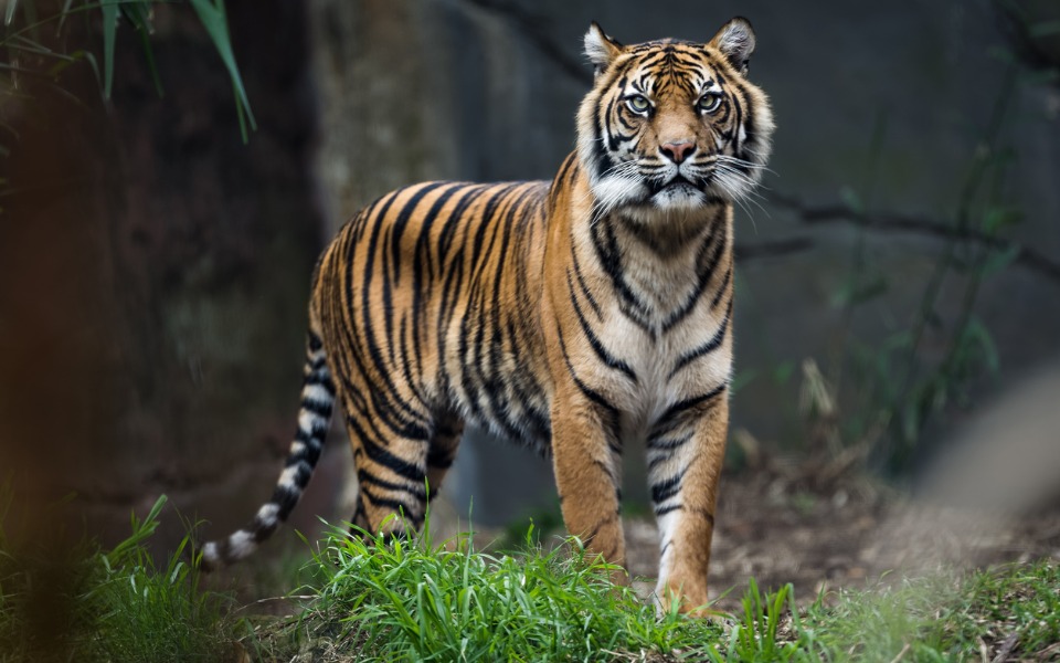 TNs fifth tiger reserve to come up in Meghamalai-Srivilliputhur
