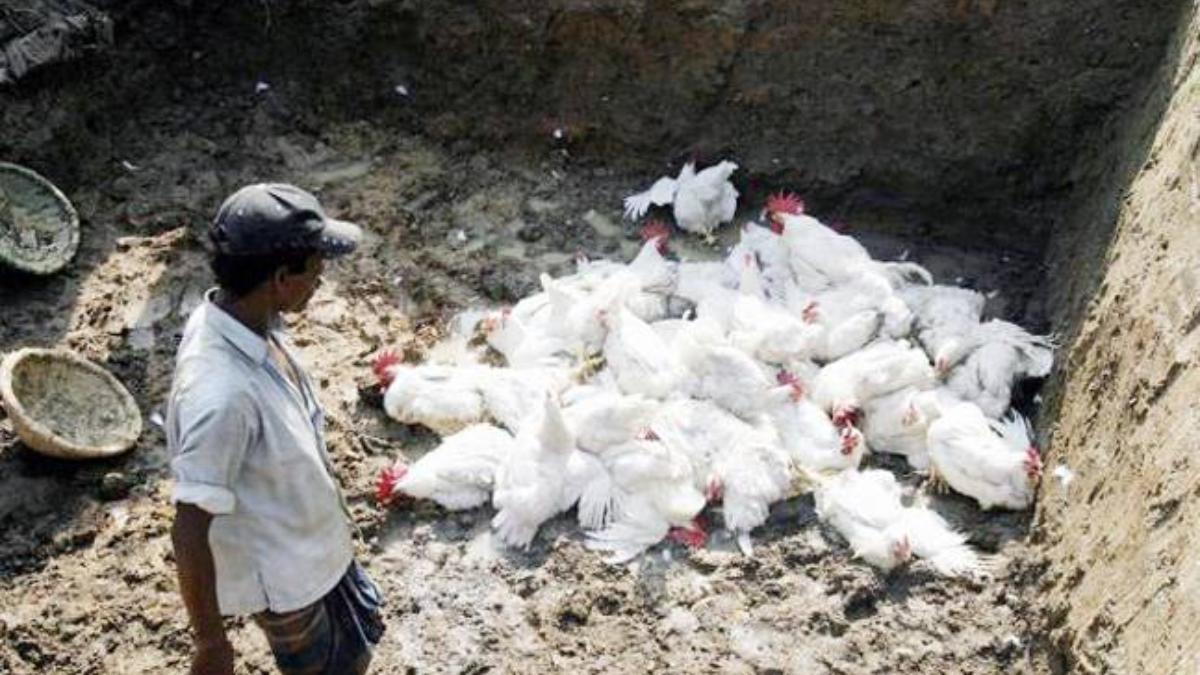 Amid corona, Bihar hit by bird, animal deaths, triggers health scare