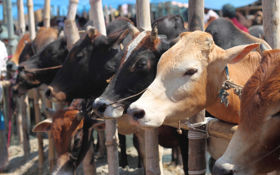 Seven held for cattle smuggling in UPs Barabanki