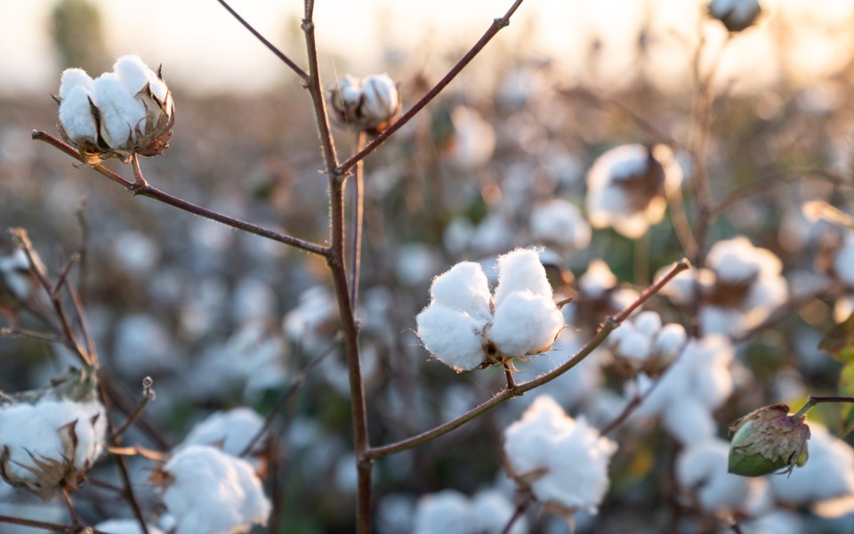 Indian government scraps royalty on Bayer’s proprietary Bt cotton seed