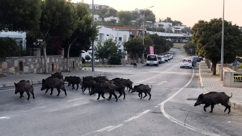 Boars Barcelona Animals City