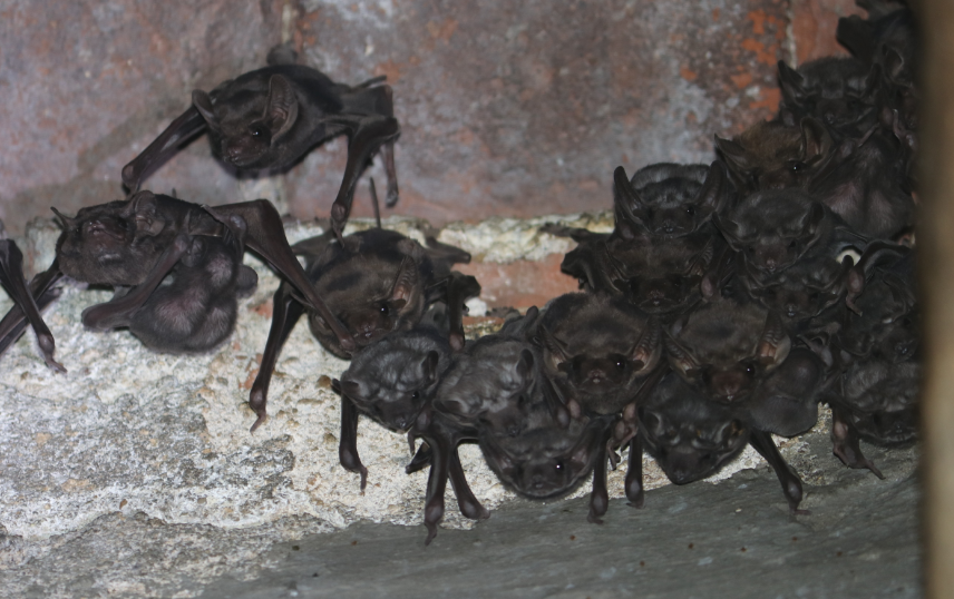 How bats thrived in the dark corners of Tirunelveli temples in TN