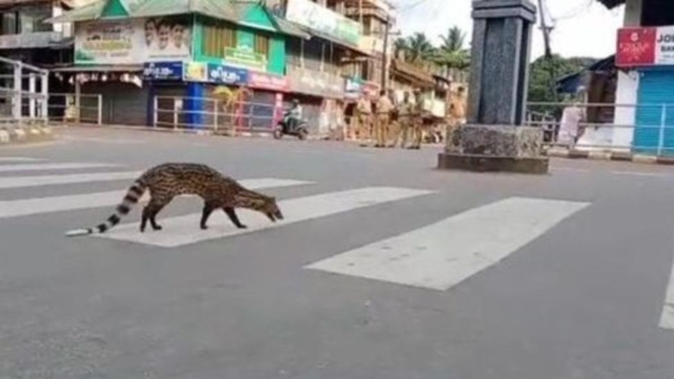 Civet Kozhikode animal city