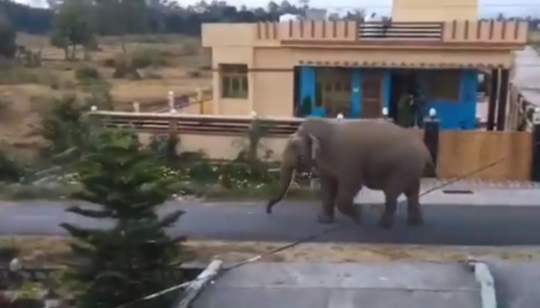 Elephant Dehradun Animal City