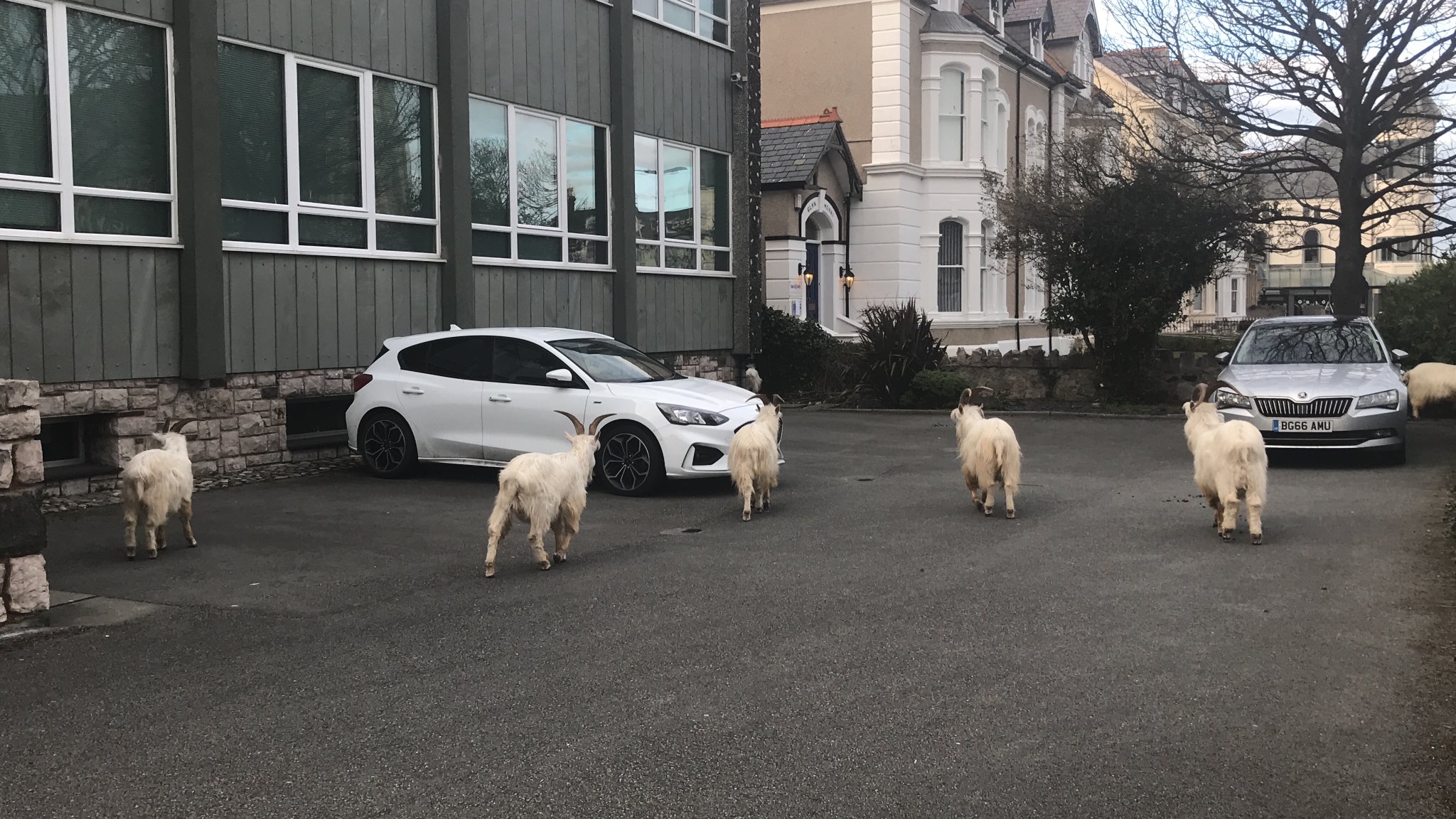 Wild mountain goats London Animal City