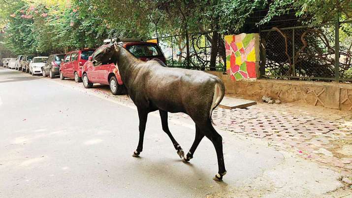 Nilgai Noida Animal City