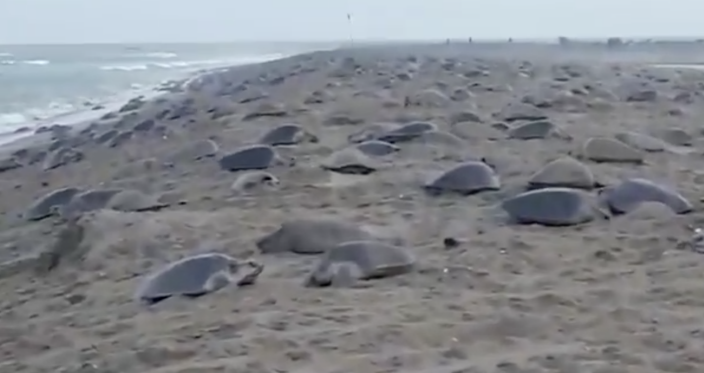 Olive Ridley turtles Odisha Animals City