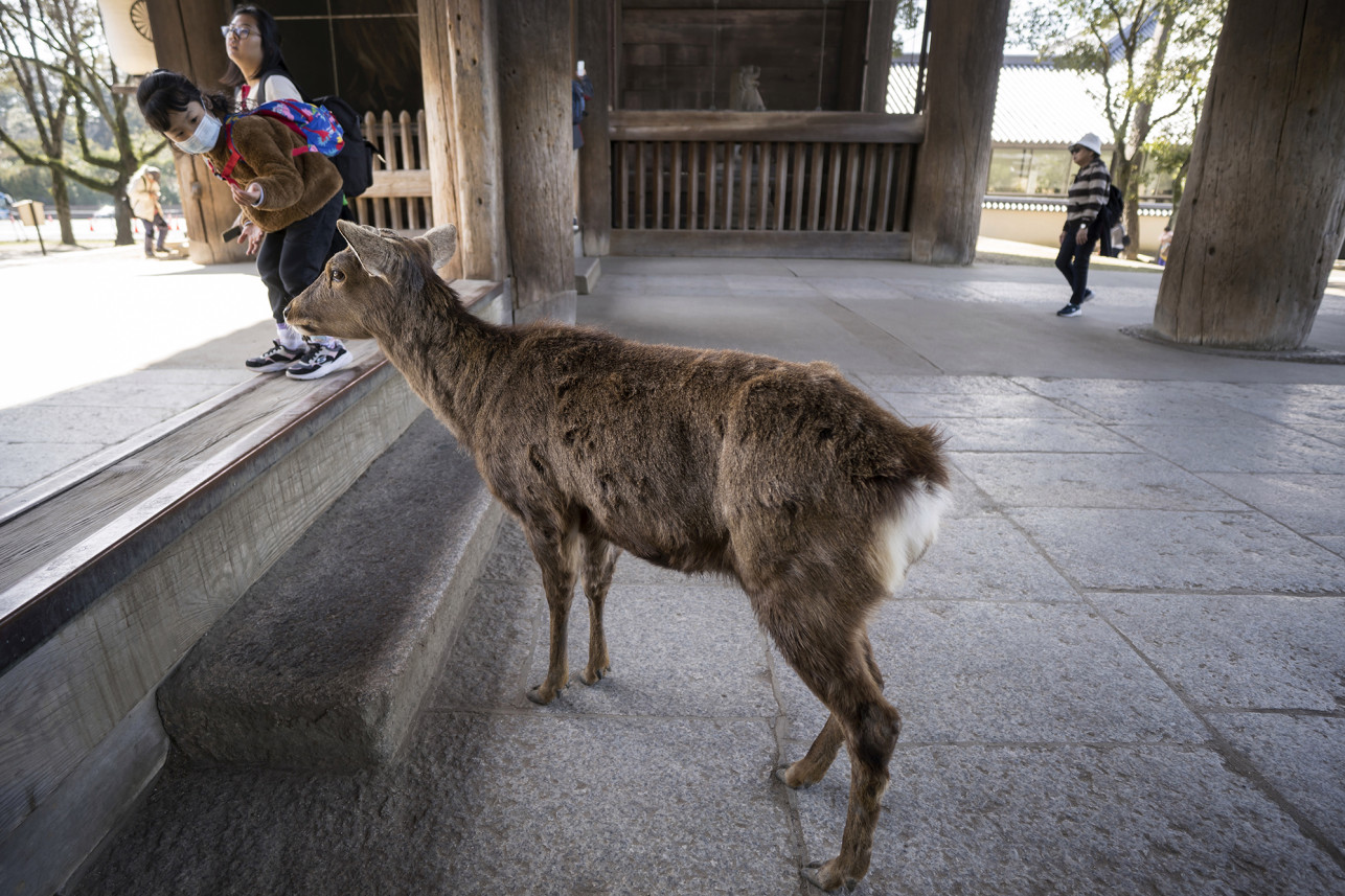 Sika deer Nara Japan Animal city