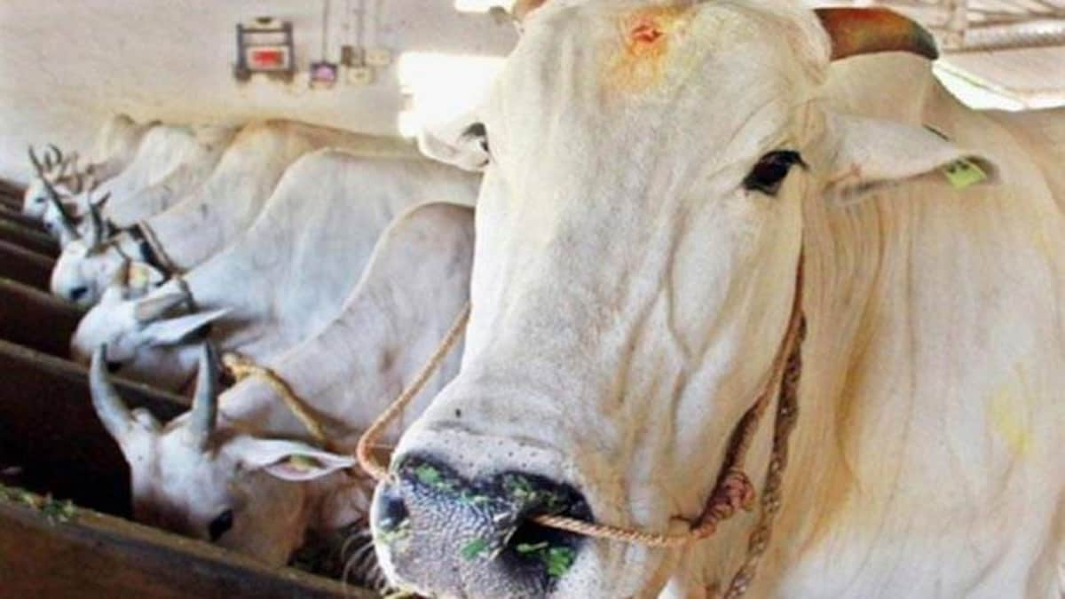 TN faces another outbreak with shortage of cattle feed, exposed vets