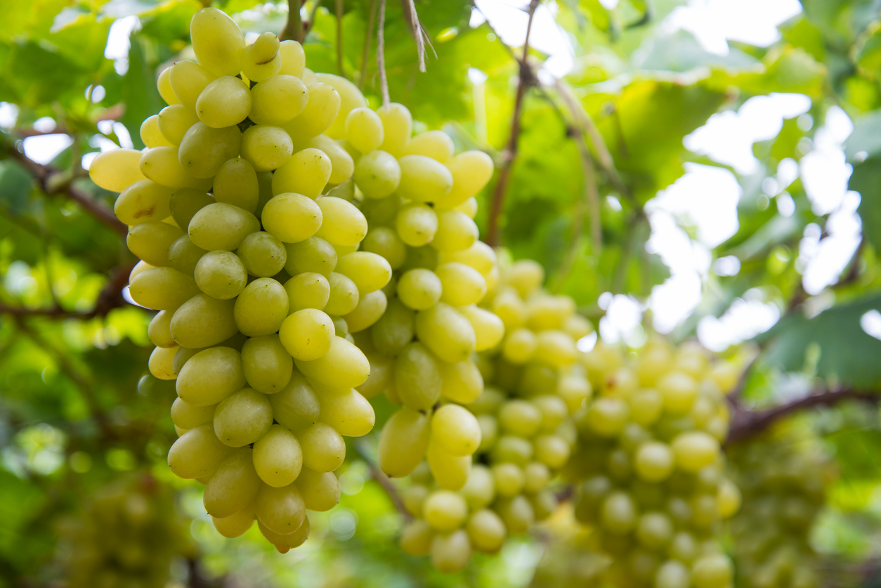 Grape growers grapple with losses as lockdown shuts door on profit  