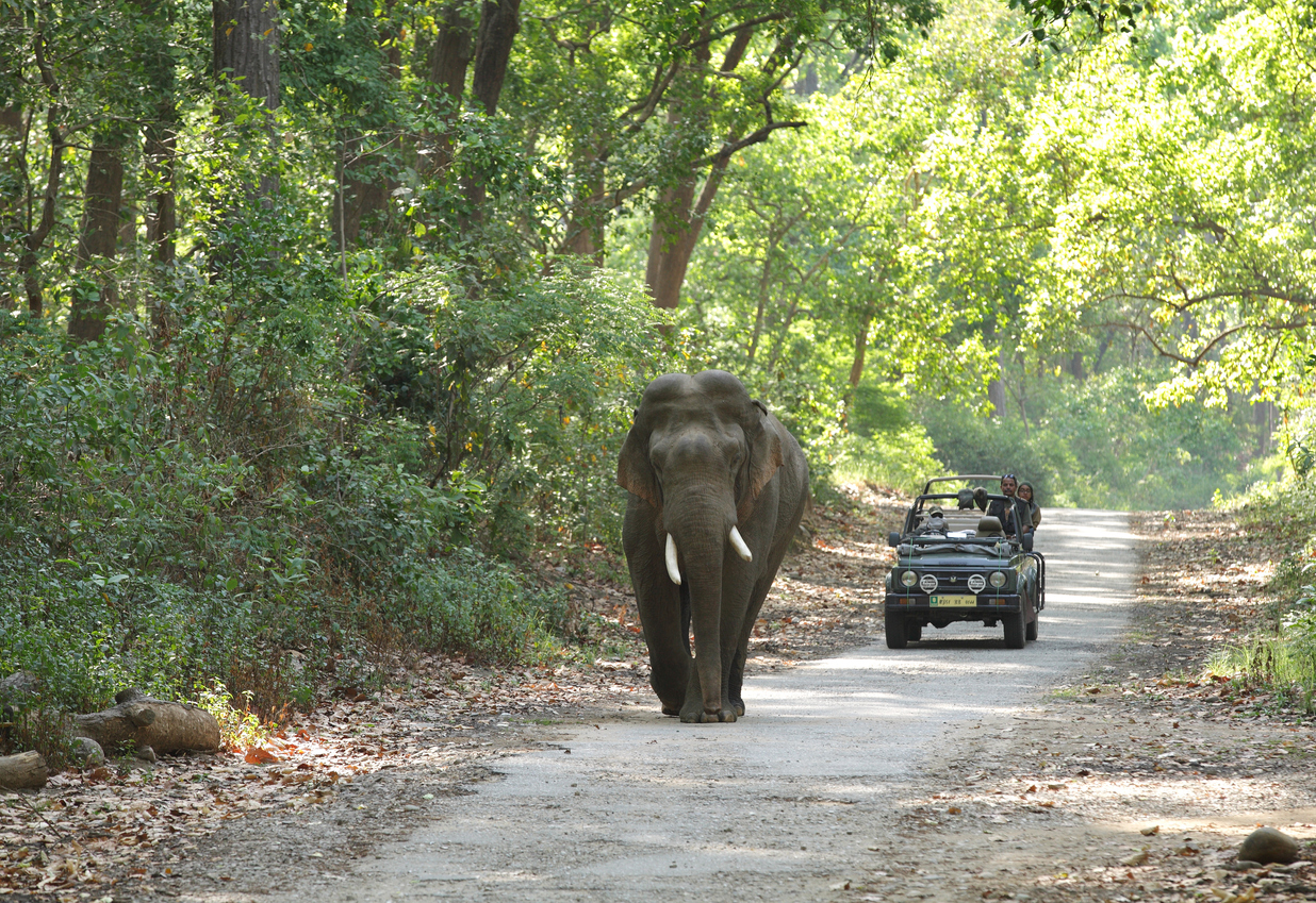 Tamil Nadu to use drones to track movements of elephants