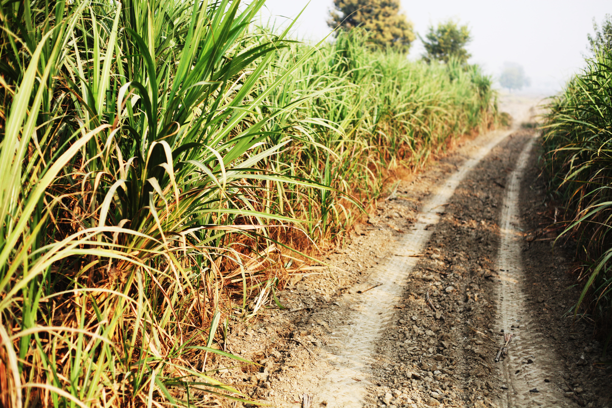 Ethanol blending in petrol is fine, but will it impact food security?