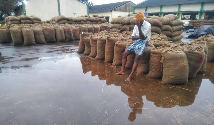 When people rush in to get food in TN, paddy sacks get drenched in rain