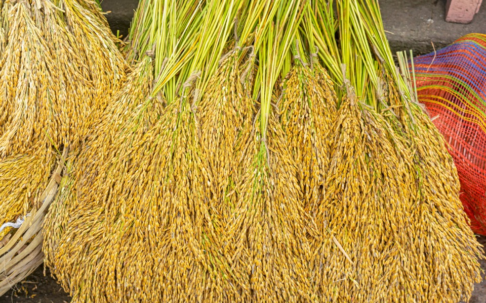 ‘Rice bowl’ Chhattisgarh plans biofuel production from paddy